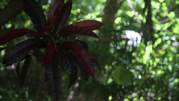 Un arbre aux feuilles rouges — Video