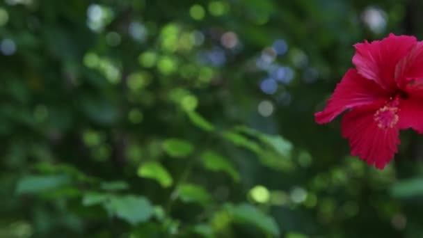 Червона квітка на вітрі — стокове відео