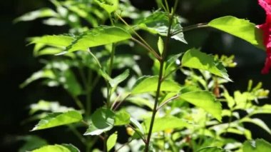 Bahçedeki kırmızı çiçekler 