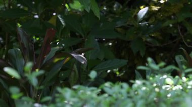 Bir sürü yeşil bitkiler 