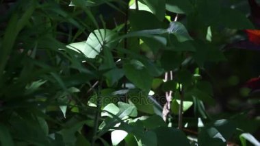 Yeşil ve kırmızı yaprakları olan bitkiler 