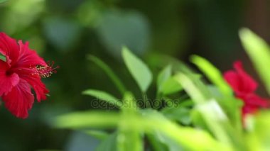 Bahçedeki güzel kırmızı çiçekler