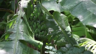 Bir sürü küçük muz ağacı üzerinde 