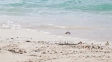 Küçük bir yengeç denizden çalışıyor