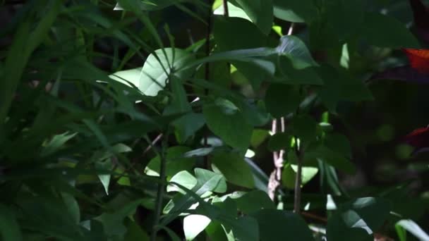 Plantes aux feuilles vertes et rouges — Video