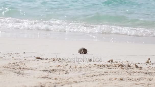 Een kleine krab draait op het strand — Stockvideo