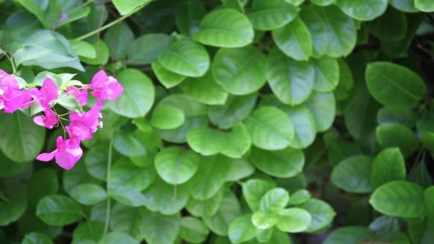 Petites fleurs liliques sur le buisson — Video