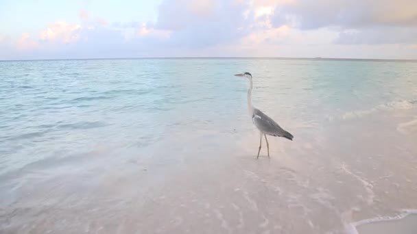 Grande uccello ist in piedi vicino all'acqua — Video Stock