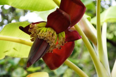 Yeşil yaprak ve çiçek ile küçük muz