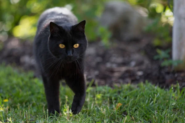 Un gato negro camina por la hierba — Foto de Stock