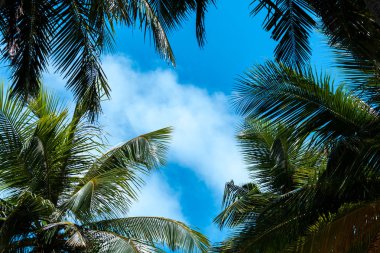 Birkaç bulutlar ve palmiye ağaçları ile mavi gökyüzü