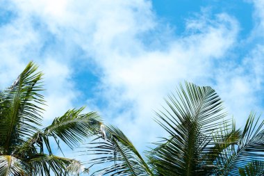 Birkaç bulutlar ve palmiye ağaçları ile mavi gökyüzü