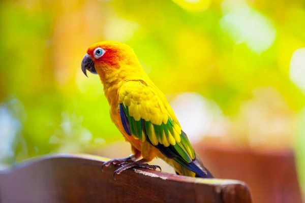 Malediwy, papuga ptak — Zdjęcie stockowe