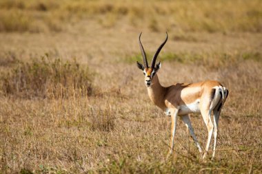 Antilop Kenya savannah içinde duruyor, Impala izliyor