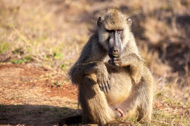 Maymun otururken, Kenya, savannah safari