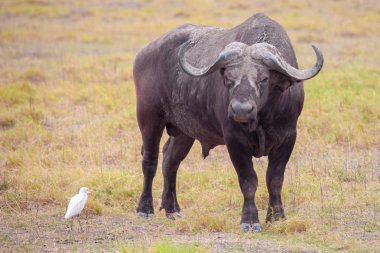 Buffalo ve Kenya'da safariye beyaz bir kuş