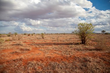 Kırmızı toprak, ağaçlar, beyaz bulutlar, Kenya ile mavi gökyüzü ile sahne