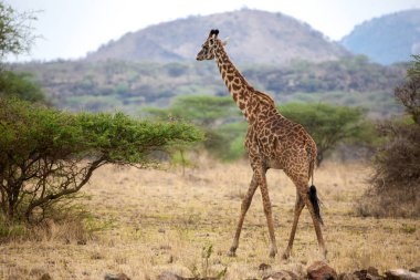 Zürafa Kenya savannah çalıların arasında yürüyor