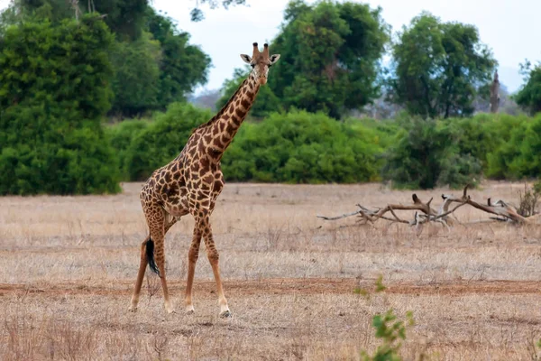 Giraffe Kenya Safari — Stock Photo, Image