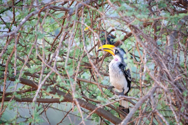 Vogel zit op een boom in Kenia — Stockfoto
