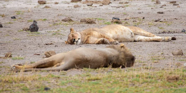 Een paar van leeuwen liggen te slapen, op safari in Kenia — Stockfoto