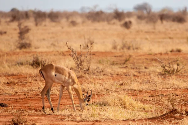 Одна антилопа ест в саванне Кении — стоковое фото