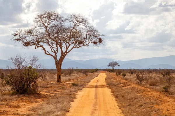 Ağaç road, kırmızı toprak, uzak, Kenya tepelerde tarafından