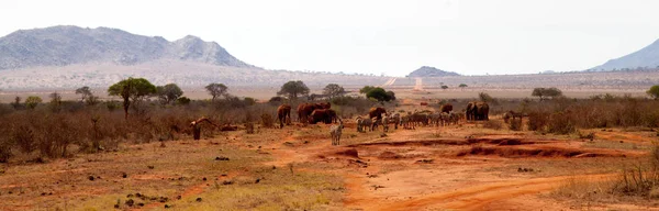 Éléphants et zèbres dans la savane au Kenya — Photo