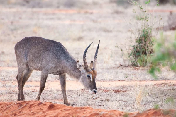 Kenya, çim yeme antilop toplayan — Stok fotoğraf