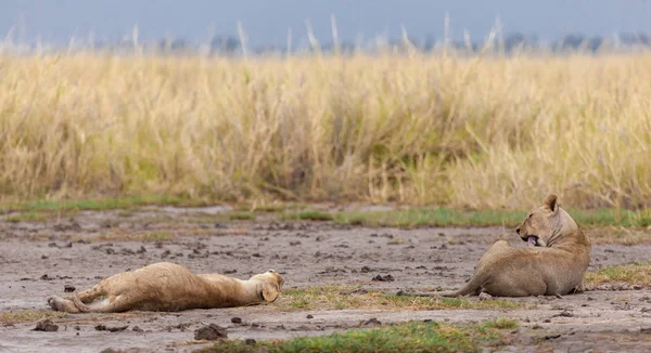 Dos leones yacen entre la hierba — Foto de Stock
