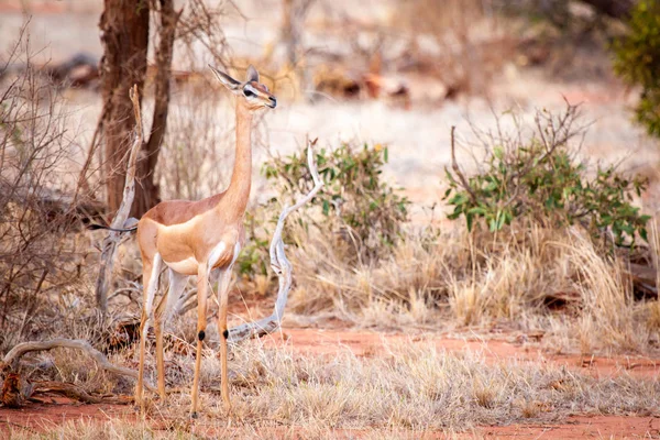 Antelope está em pé na savana do Quênia, impala — Fotografia de Stock