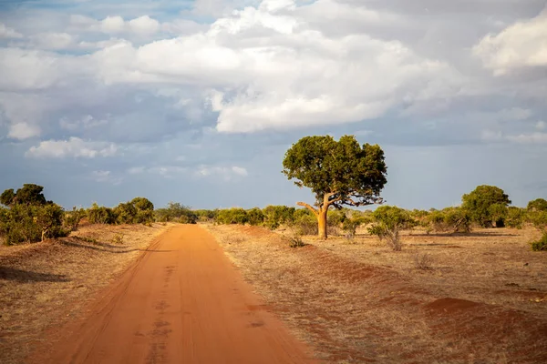 Kırmızı toprak yol, ağaçlar yanında belgili tanımlık yol, Kenya sahne