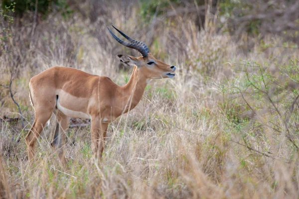 Antilopa žere listí, safari v Keni — Stock fotografie