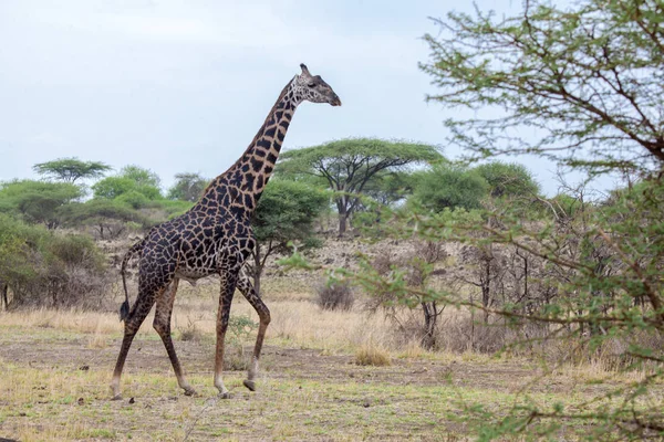 Giraffe walking between the trees, safari in Kenya — Stock Photo, Image