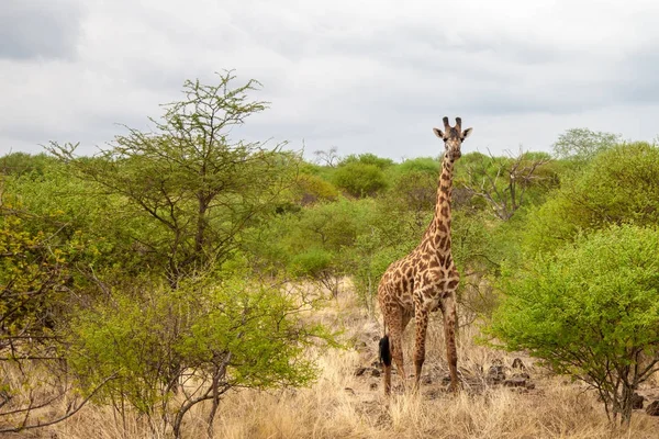 Oyun sürücü Kenya zürafa izlemek ve ayakta — Stok fotoğraf