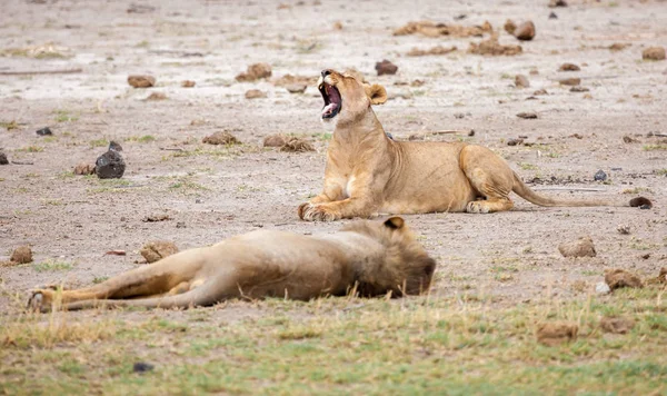 Twee leeuwen liggen, een van hen geven een geeuw — Stockfoto