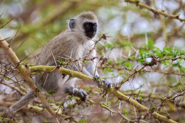 Pequeno macaco em uma árvore — Fotografia de Stock