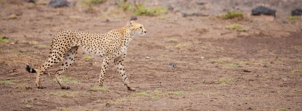 A gepard in the savannah of Kenya — Stock Photo, Image