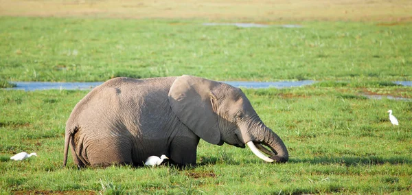 Um elefante está de pé no pântano e comendo grama, com whi — Fotografia de Stock