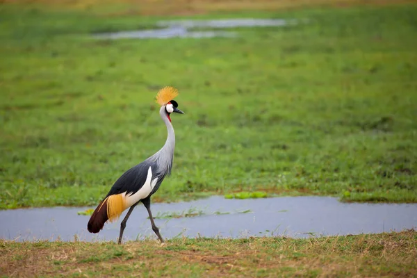 Pássaro está andando no pântano no Quênia — Fotografia de Stock
