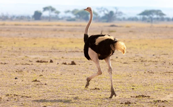 Une autruche court, en safari au Kenya — Photo