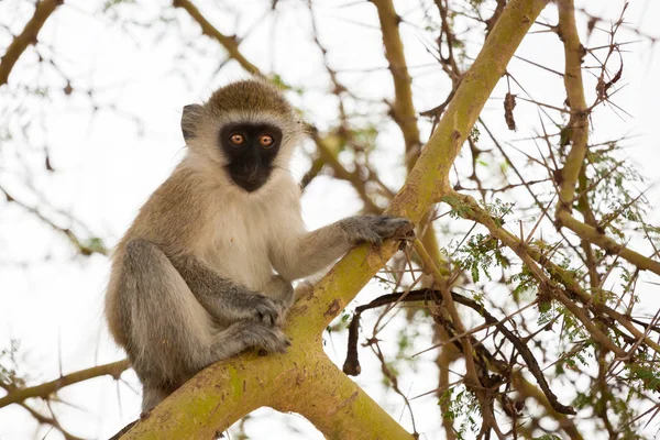 Macaco está sentado na árvore, em safari no Quênia — Fotografia de Stock