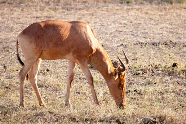 Антилопа їсть траву пейзажем Саванна в Кенії — стокове фото