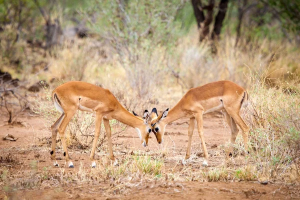 Antelopes é escaramuça na savana do Quênia — Fotografia de Stock