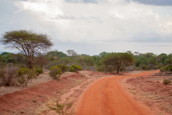 Paysages au Kenya avec beaucoup d'arbres, en safari — Photo