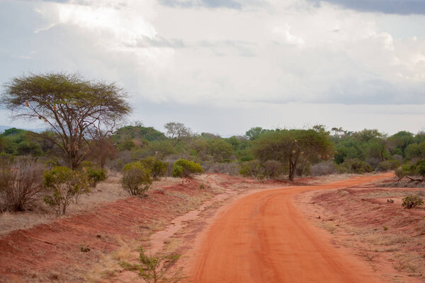 Scenery in Kenya with a lot of trees, on safari