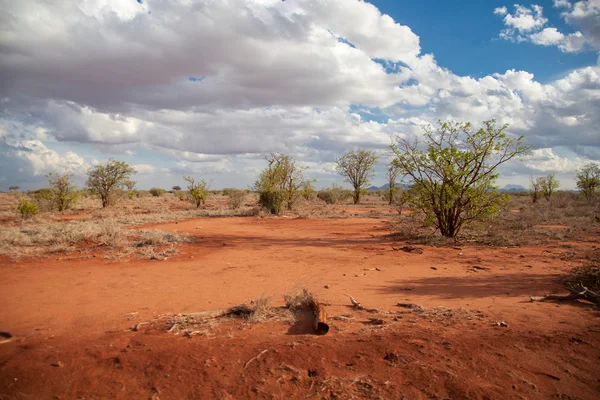 Kenya'da safariye kırmızı toprak ile sahne