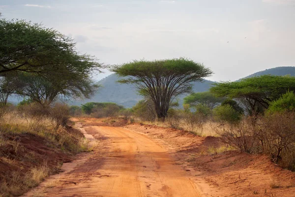 Route dans la savane du Kenya avec de grands arbres et montagnes, baob — Photo