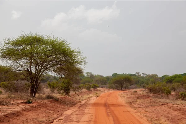 Chemin de terre rouge et un grand arbre, Kenya — Photo