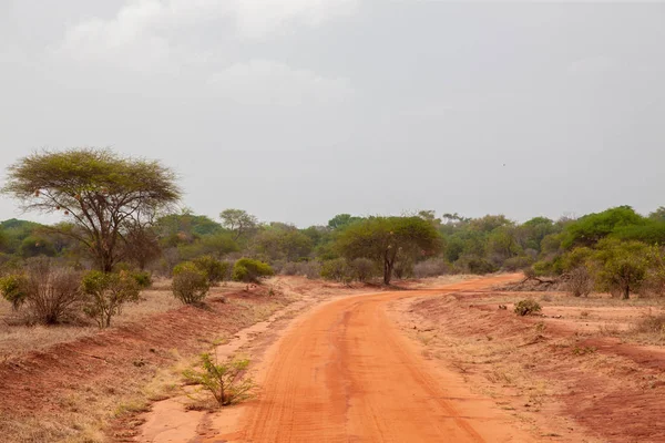 Paysage avec sol rouge, safari au Kenya — Photo